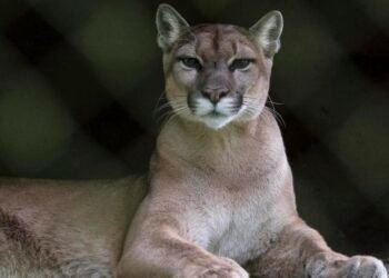 Puma kod aerodroma u Münchenu? Policija je traži helikopterom i dronovima