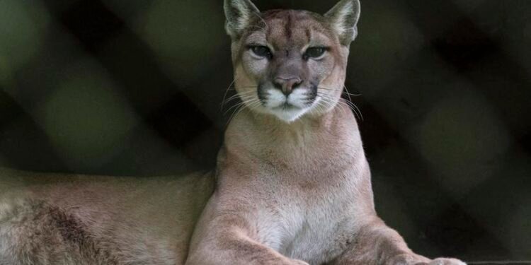 Puma kod aerodroma u Münchenu? Policija je traži helikopterom i dronovima